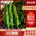 鲜辣椒夏邑301辣椒大量现货供应，保质保量，量大从优