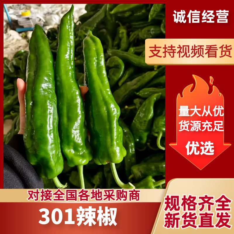 鲜辣椒夏邑301辣椒大量现货供应，保质保量，量大从优
