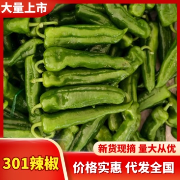 310辣椒河南鲜辣椒产地一手货源规格齐全，实力代办发全国