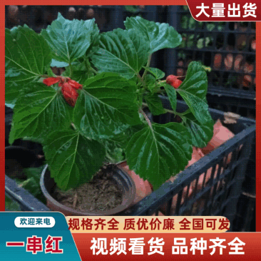 一串红小苗杯苗租摆用一串红盆苗时令草花带花带盆发货