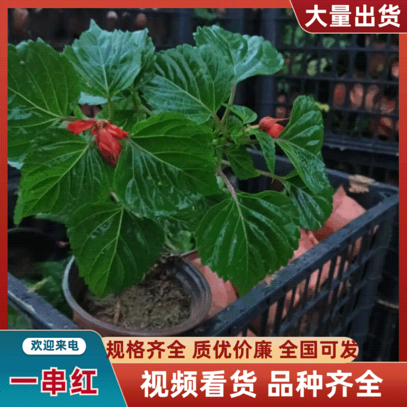 一串红小苗杯苗租摆用一串红盆苗时令草花带花带盆发货