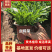 金鸡菊杯苗多芽大花金鸡菊杯苗基地直供提供技术指导