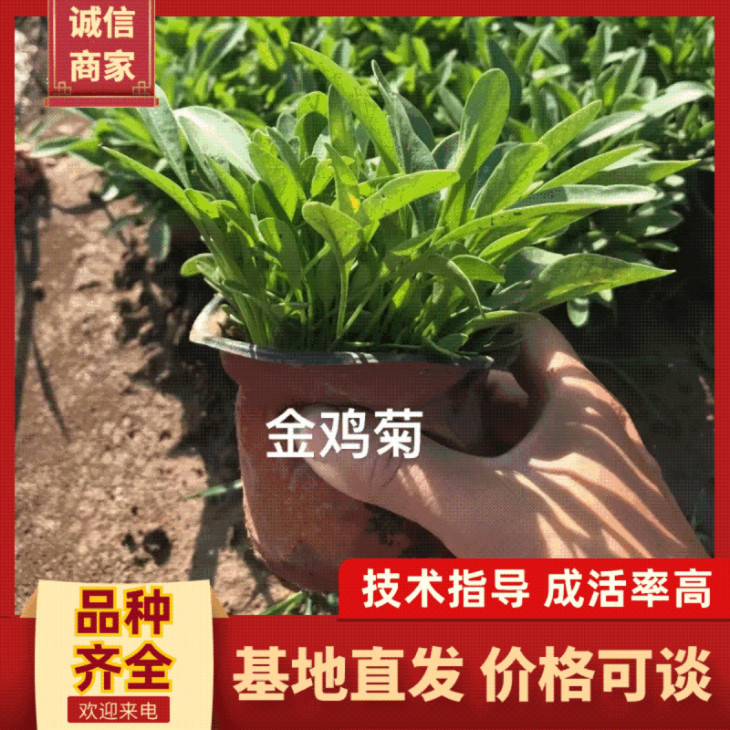 金鸡菊杯苗多芽大花金鸡菊杯苗基地直供提供技术指导