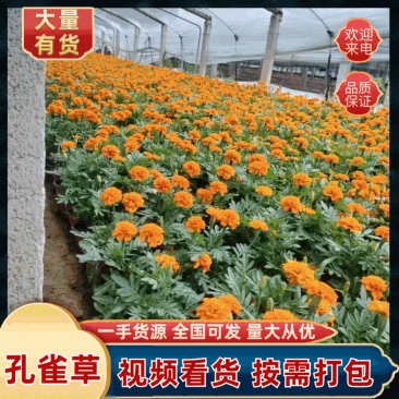 孔雀草皮桶孔雀草双色盆黄色橘红色亩时令草花