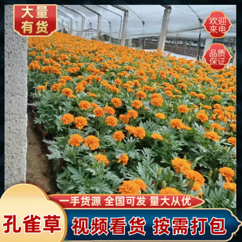 孔雀草皮桶孔雀草双色盆黄色橘红色亩时令草花