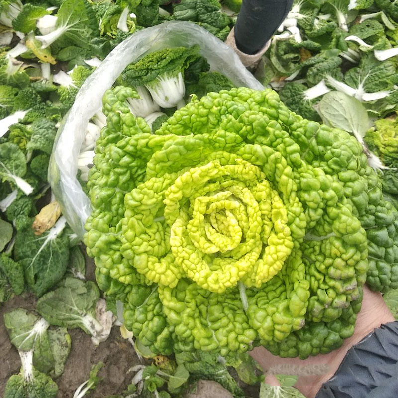 黄心乌塌菜种子早熟好种植耐寒冬季蔬菜种子春秋种植