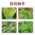 盐酸吗啉胍乙酸铜吗胍乙酸铜番茄辣椒黄叶花叶病毒病农药杀