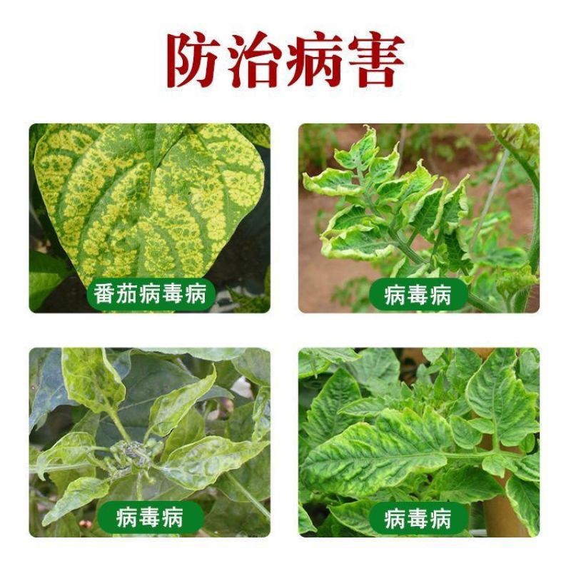 盐酸吗啉胍乙酸铜吗胍乙酸铜番茄辣椒黄叶花叶病毒病农药杀