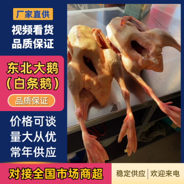东北大鹅常年供货/精品老鹅一手货源对接全国量大从优