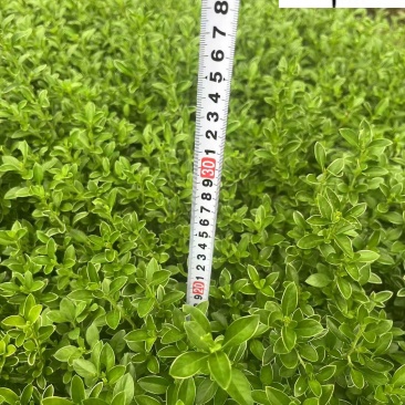 金边六月雪杯苗批发成都金边六月雪基地四季常绿量大价优