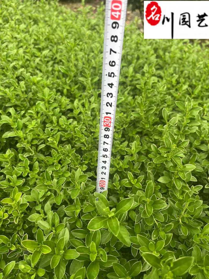金边六月雪杯苗批发成都金边六月雪基地四季常绿量大价优
