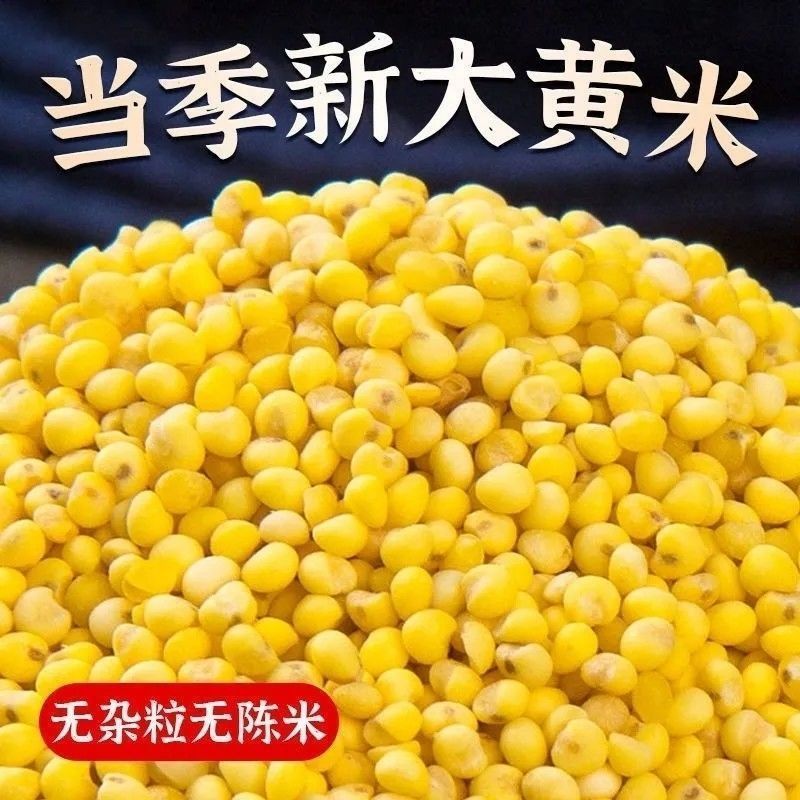 东北大黄米农家新米正宗糯小米黍米粘米饭黄米包粽子软米杂粮