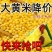 东北大黄米农家新米正宗糯小米黍米粘米饭黄米包粽子软米杂粮