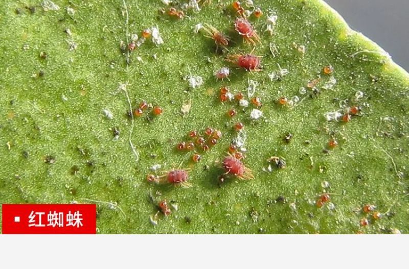 阿维哒螨灵杀虫剂专治抗性红蜘蛛螨虫锈壁虱茶黄螨果树蔬菜花