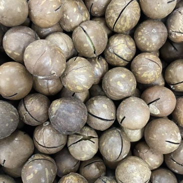 夏威夷果各种规格电商货一件代发