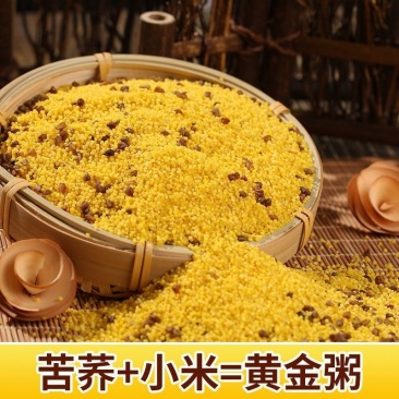 苦荞小米新小米内蒙原粮金苗小米