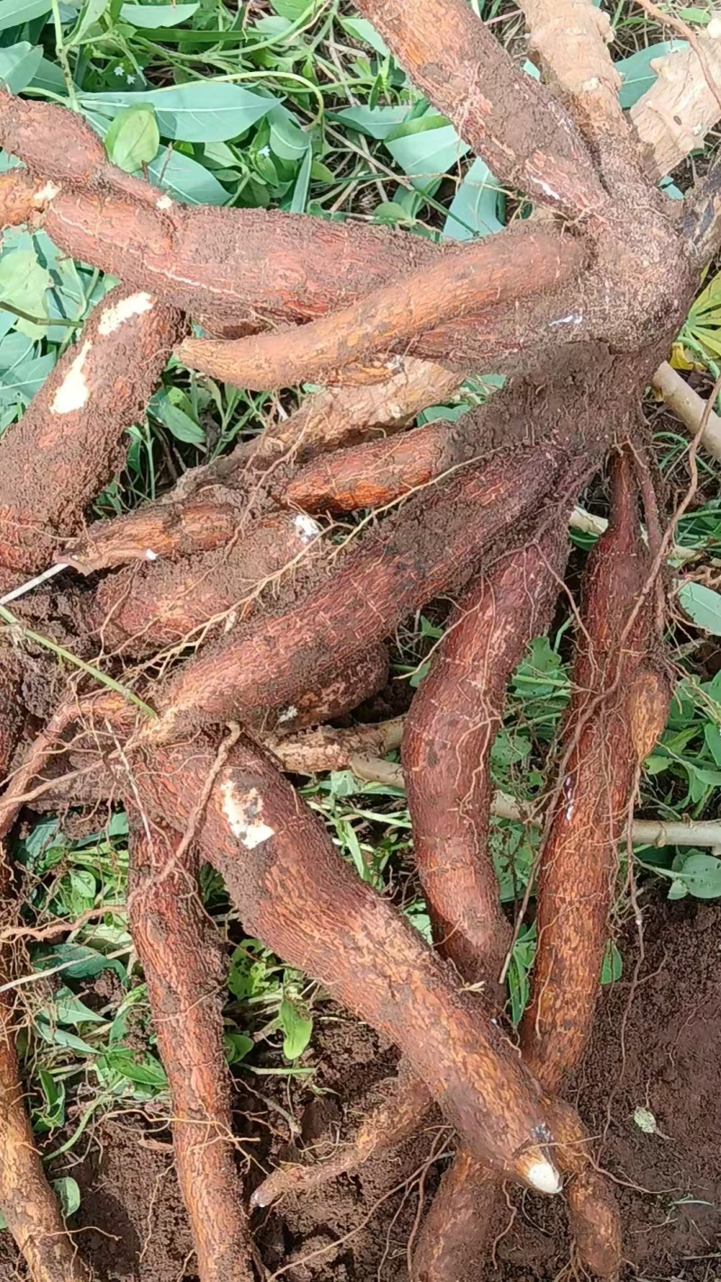 黄心木薯华南9号大量供应，一手货源，量大从优