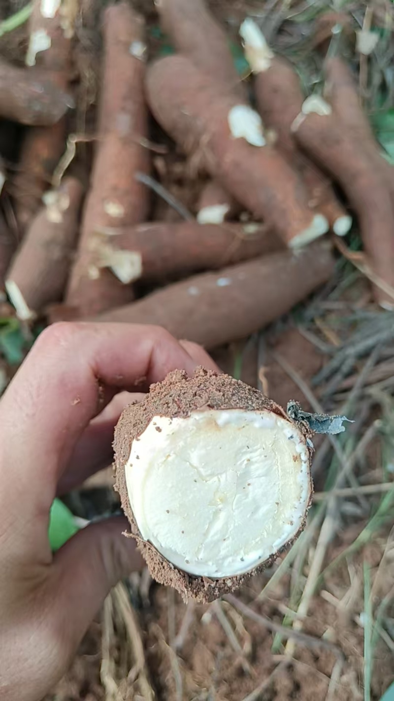黄心木薯华南9号大量供应，一手货源，量大从优