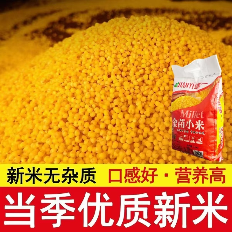 2025年新米内蒙古赤峰小米黄小米金苗小米粥月子吃的杂粮