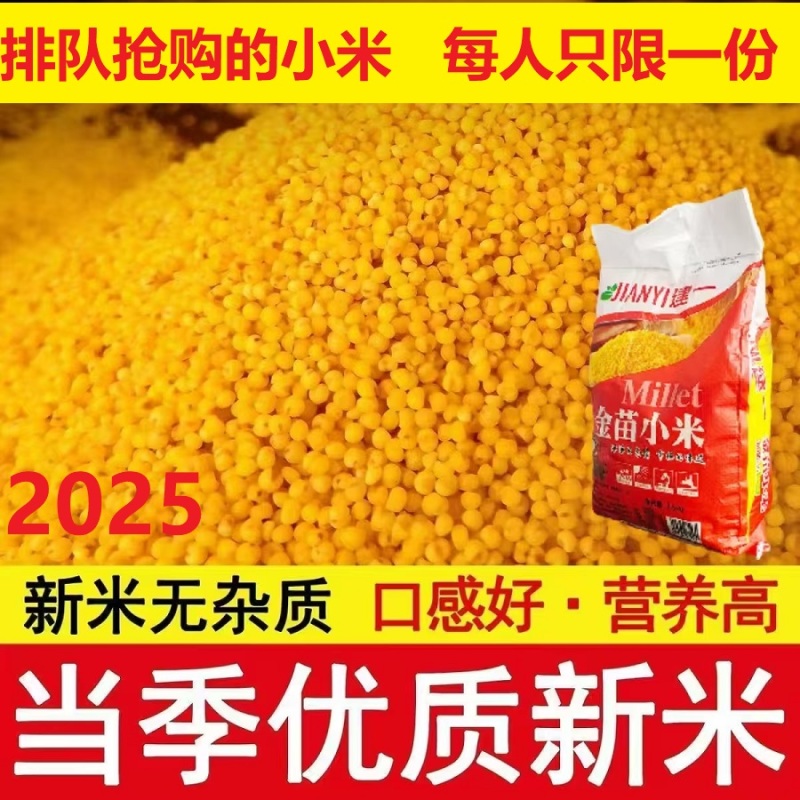 2025年新米内蒙古赤峰小米黄小米金苗小米粥月子吃的杂粮