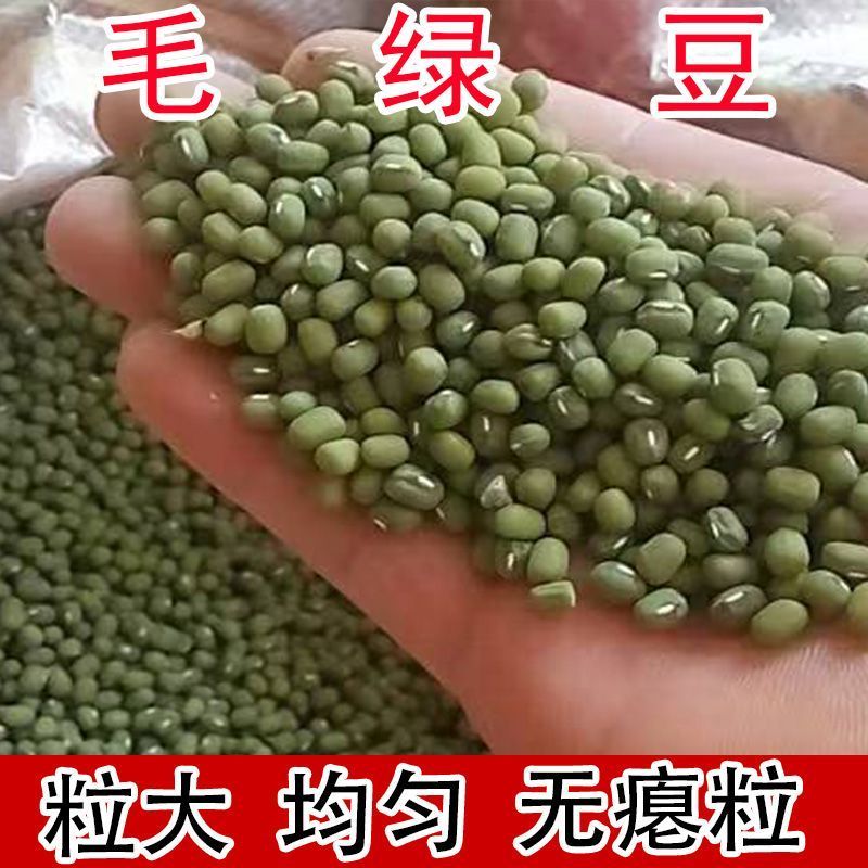 批发东北绿豆毛绿豆新货五谷杂粮大小毛绿豆24.75kg熬