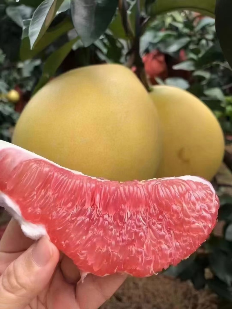 平和蜜柚琯溪蜜柚/红心蜜柚/一手货源/品质保证/实力代办