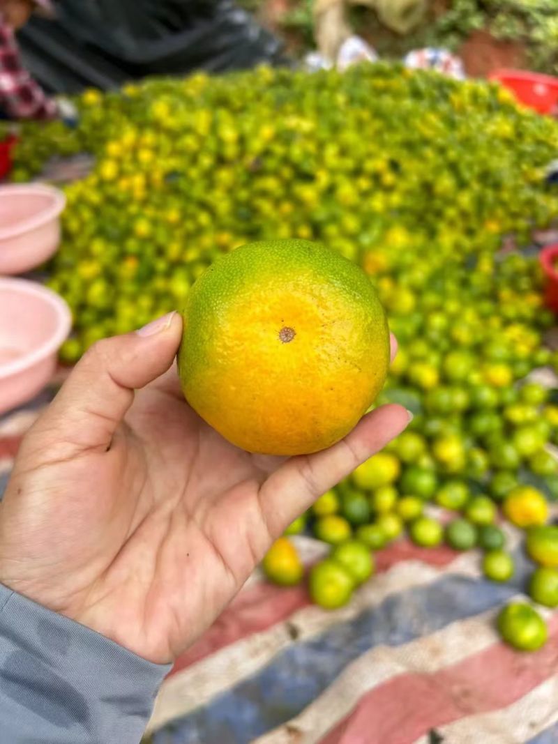 精品蜜橘大量上市现摘现发对接全国市场商超团购欢迎来电