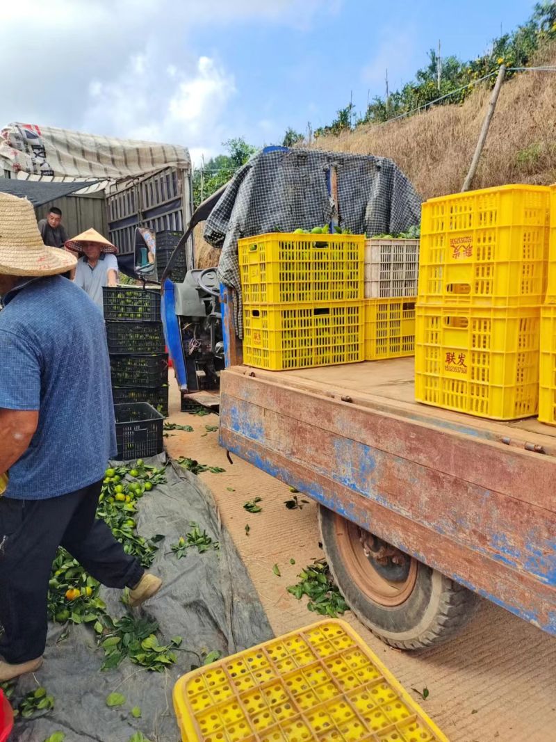 2025蜜橘大量上市现摘现发品质保证支持视频看货