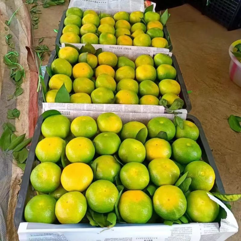 蜜橘大量上市皮薄汁多品质上乘支持视频看货诚信经营