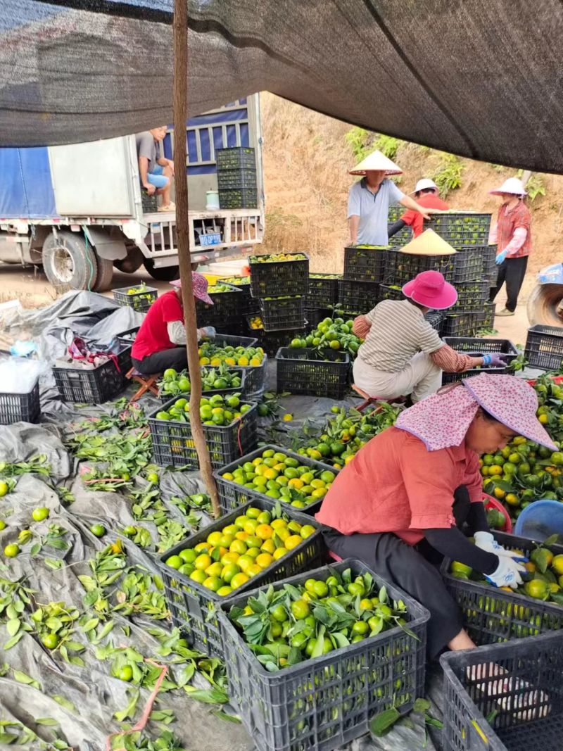 蜜橘大量上市皮薄汁多品质上乘支持视频看货诚信经营