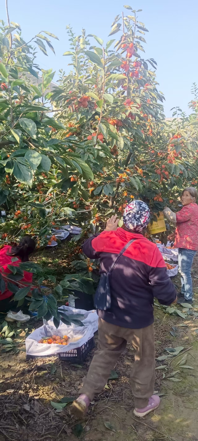 河南万亩一口香柿子吊红柿子大量上市，一手货源视频看货