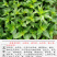 溪黄草黄汁草熊胆草中药材中草药原料批发溪黄草