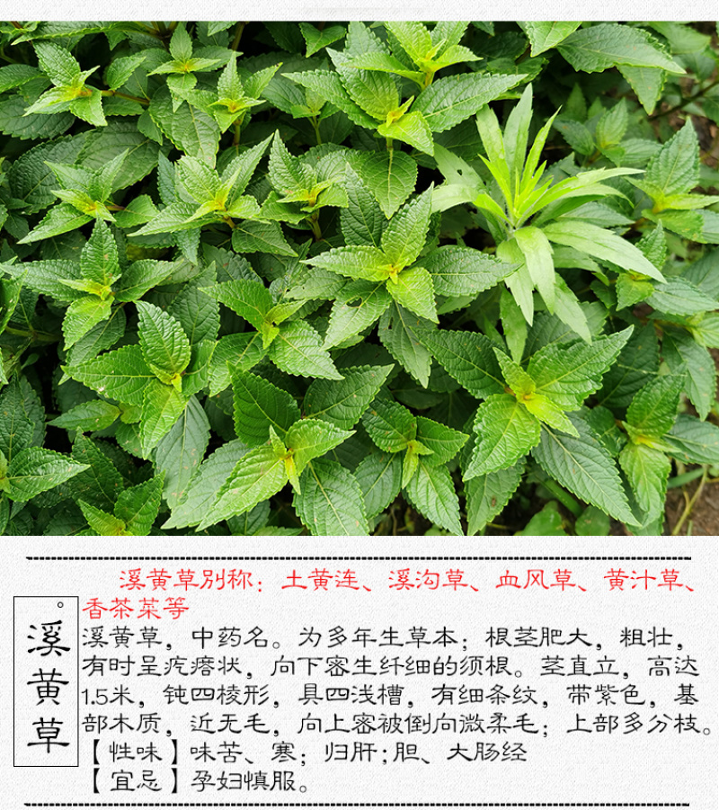 溪黄草黄汁草熊胆草中药材中草药原料批发溪黄草
