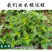 溪黄草黄汁草熊胆草中药材中草药原料批发溪黄草