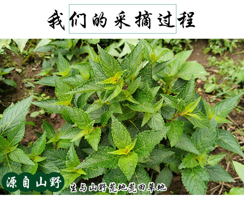 溪黄草黄汁草熊胆草中药材中草药原料批发溪黄草