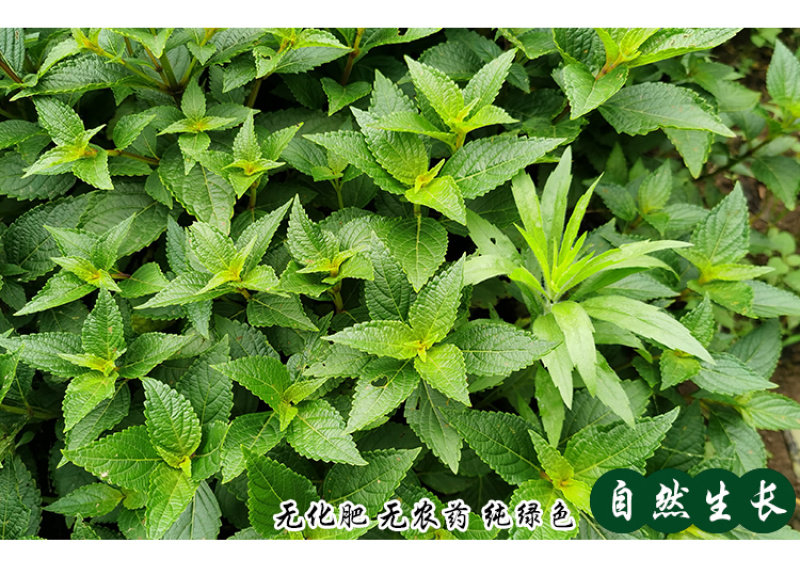 溪黄草黄汁草熊胆草中药材中草药原料批发溪黄草