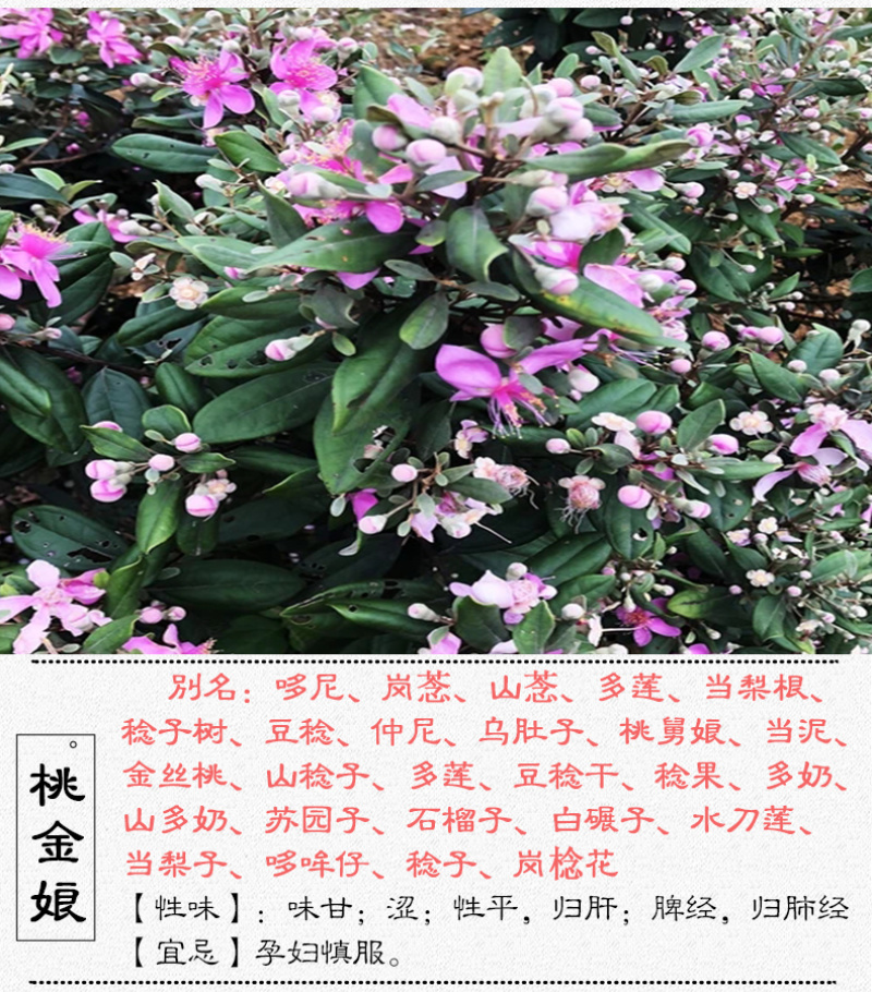桃金娘根岗菍稔子树山稔子中药材中草药原料