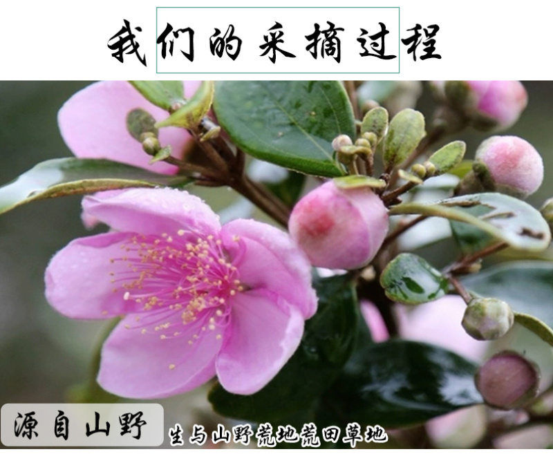 桃金娘根岗菍稔子树山稔子中药材中草药原料