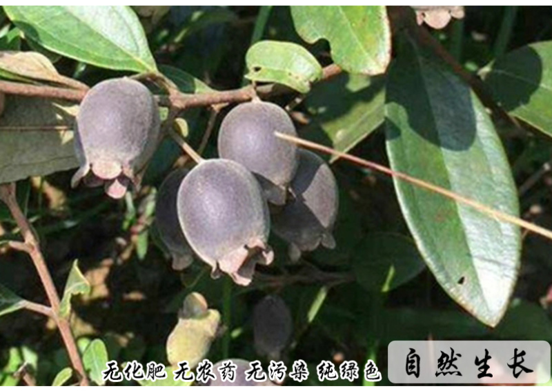 桃金娘根岗菍稔子树山稔子中药材中草药原料