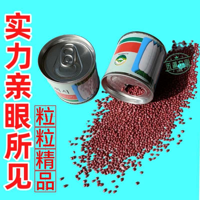 原装原罐雪春萝卜种子春萝卜种籽罐装可吃快速生长白玉天使秋
