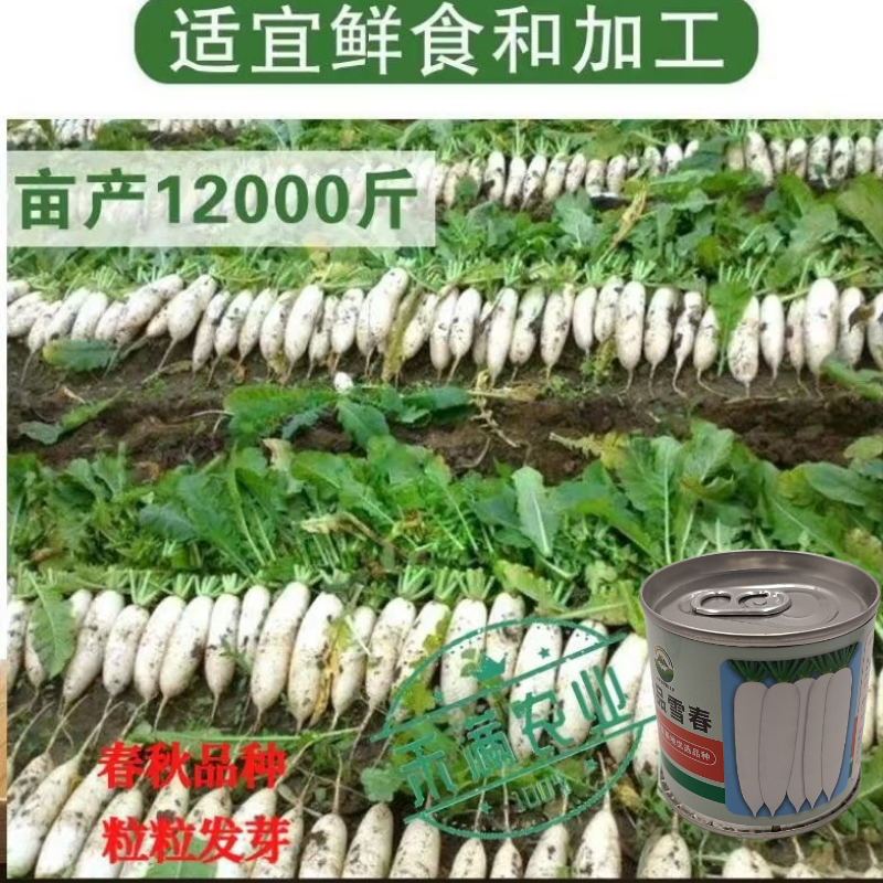 原装原罐雪春萝卜种子春萝卜种籽罐装可吃快速生长白玉天使秋