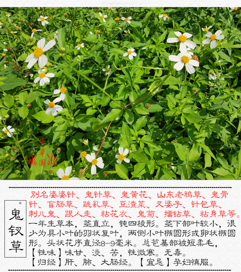 鬼针草中药材中草药原料批发