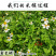 鬼针草中药材中草药原料批发