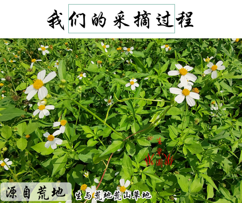 鬼针草中药材中草药原料批发