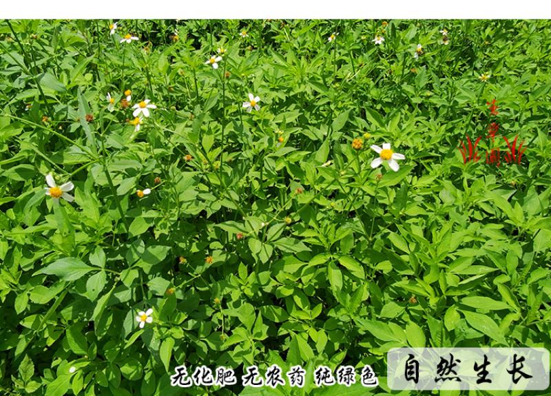 鬼针草中药材中草药原料批发