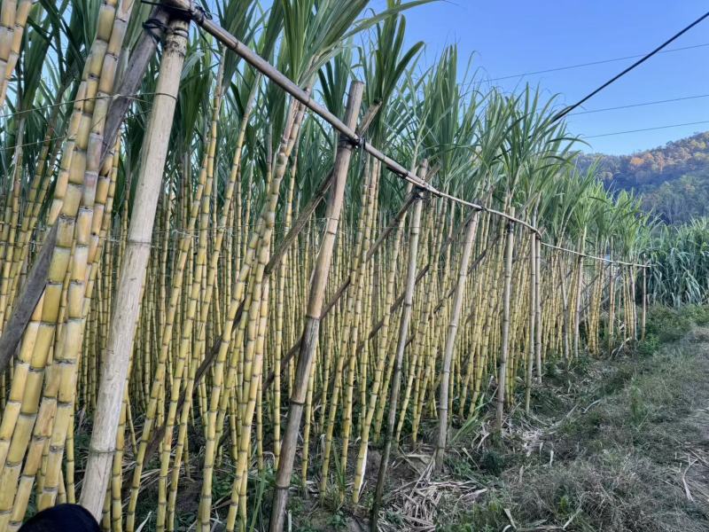 黄皮甘蔗四川攀枝花黄金甘蔗清甜多汁品质保障对接全国