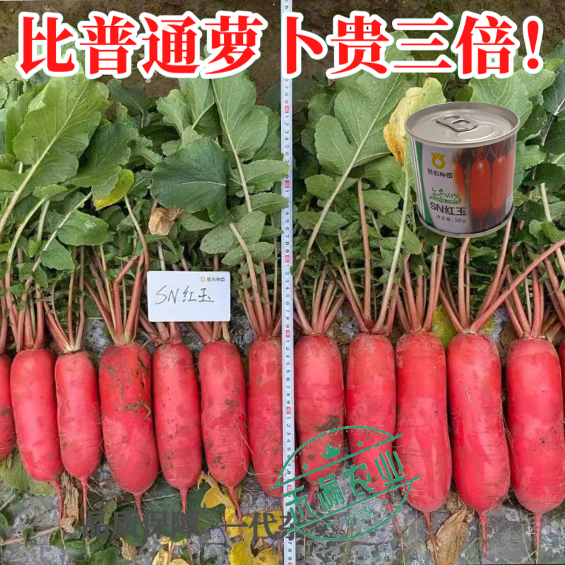 世农高端红玉红萝卜种子红皮白肉白心萝卜种子原装秋播耐寒秋