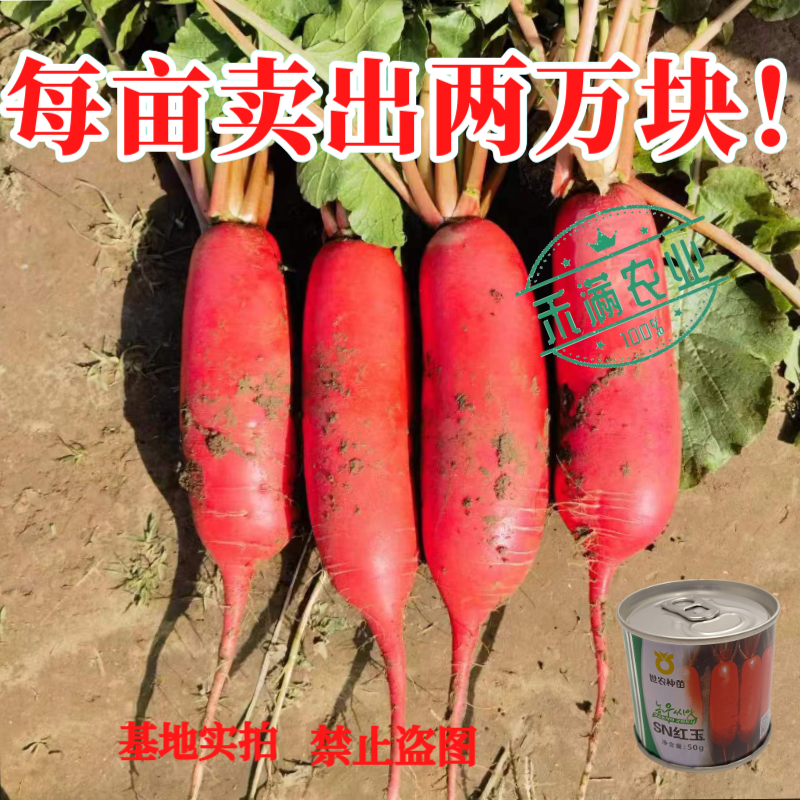 世农高端红玉红萝卜种子红皮白肉白心萝卜种子原装秋播耐寒秋