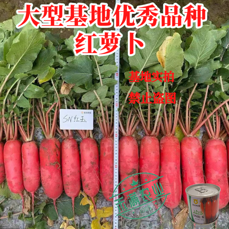世农高端红玉红萝卜种子红皮白肉白心萝卜种子原装秋播耐寒秋