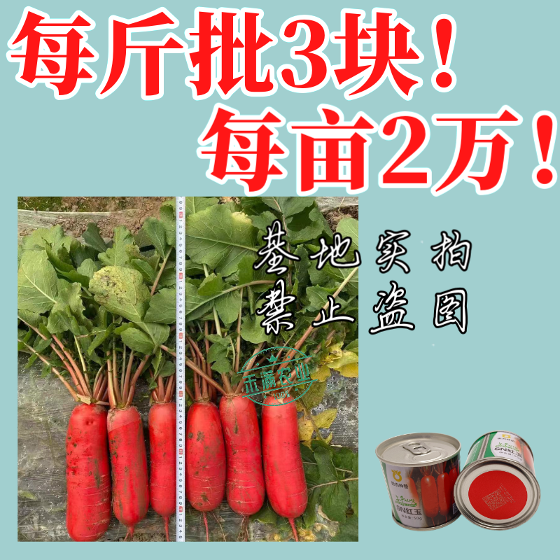 世农高端红玉红萝卜种子红皮白肉白心萝卜种子原装秋播耐寒秋